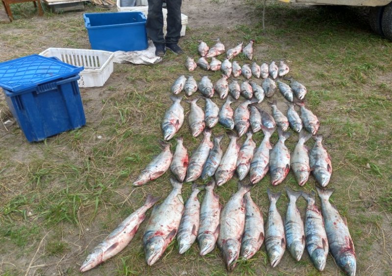 В Аниве полицейские задержали мужчину, добывавшего сетью рыбу лососевых пород